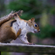 Illustration for article titled A Squirrel-Eating Trend Afoot? Say It Isnt So
